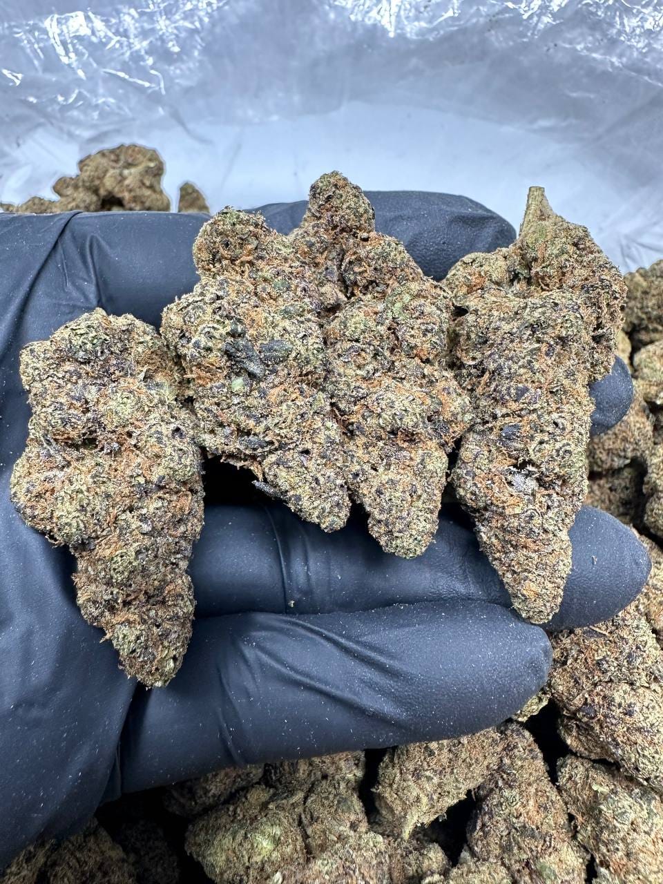 Double Scoop Strain