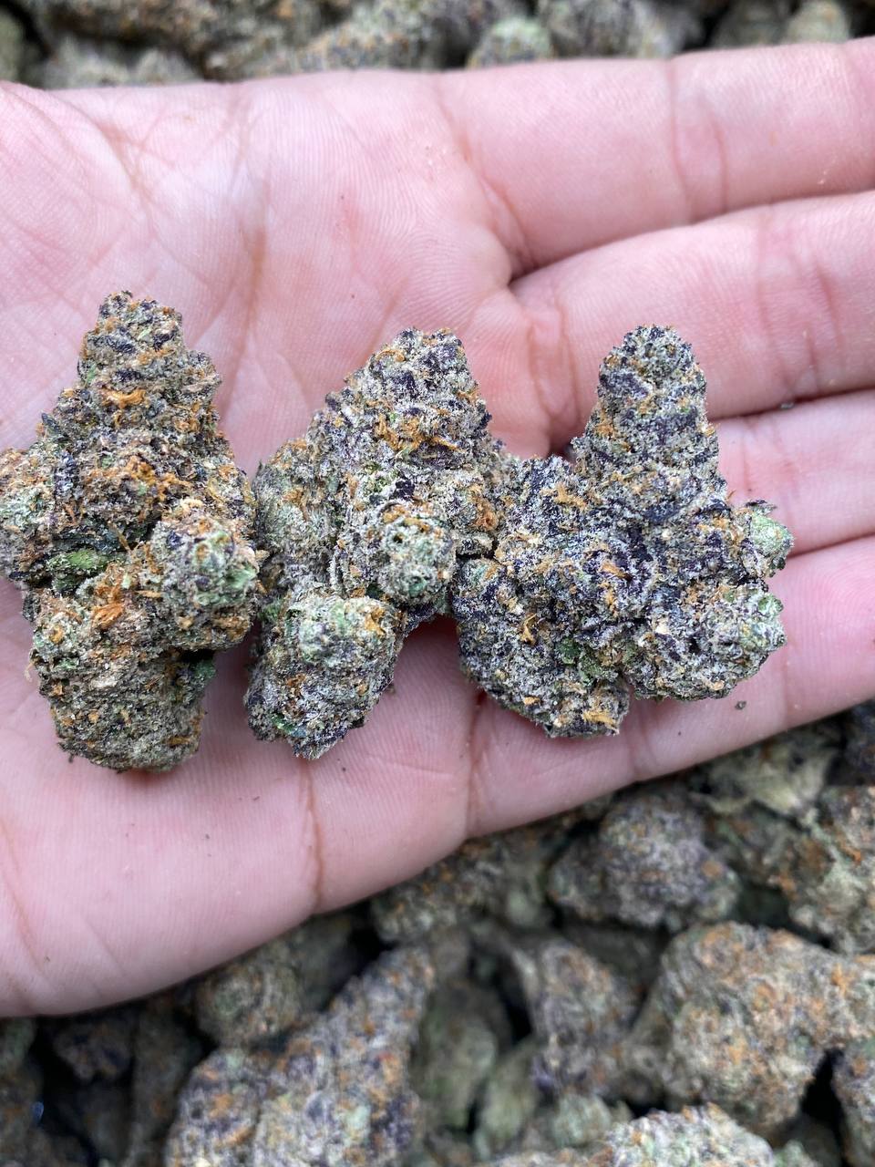 Mac Junky Strain